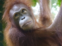 Les hommes de la forêt de Borneo - Infolettre juillet 2014