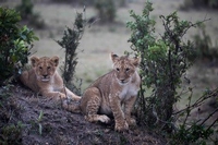Le meilleur d'un premier safari animalier au Kenya