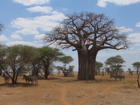 Safari en Tanzanie - MINI-GROUPE - DÉPART GARANTIS CHAQUE 10 DU MOIS