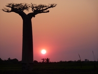 Sur la route des lémuriens et des Baobabs... Le Madagascar - Infolettre mai 2015