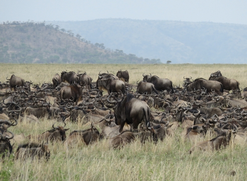 Tanzanie