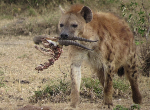 Kenya
