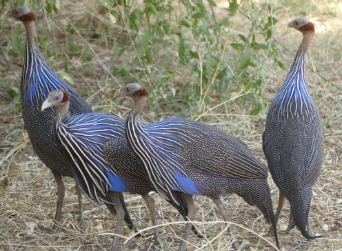 Afrique du Sud