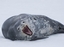 Antarctique