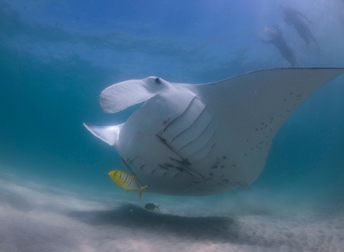 Australie