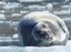 Arctique