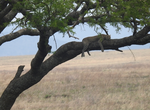 Kenya