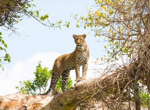 Tanzanie