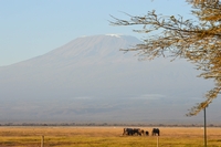Voyage de rêve au Kenya