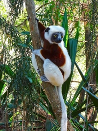 Merveilleux voyage à Madagascar