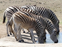 Faune fabuleuse au Kenya