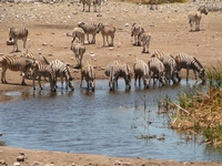 Auto-tour en famille en Namibie