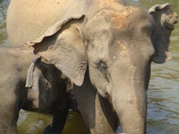 Randonnée à-travers des beautés du Sri Lanka