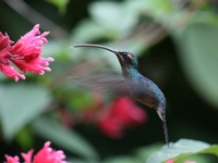 Randonnée au Costa Rica