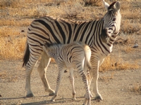 Explore le Trans Kalahari en lodge MINI-GROUPE - DÉPARTS GARANTIS