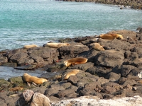 Croisière confortable et intime aux Îles Galapagos de 4 jours - A