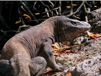 Excursion aux îles Komodo et Rinca