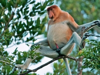 Aventure dans la jungle de Kalimantan (Borneo)