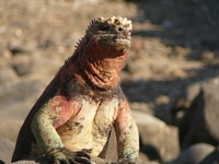 Croisière confortable et intime aux Îles Galapagos de 5 jours - B