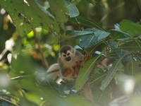 Costa Rica en famille