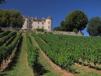 Voyage gastronomique & vendanges en Lot et Garonne