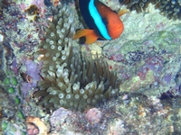 Aventure à travers coraux et forêts tropicales