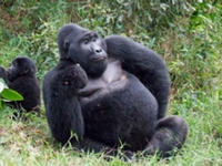 Safari et de rencontre avec les gorilles de montagne et de chimpanzée