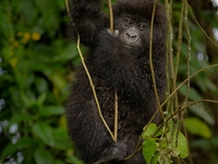 Découverte du meilleur du Rwanda