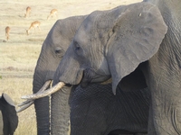 Le meilleur d'un safari animalier au Kenya - MINI-GROUPE - DÉPARTS GARANTIS