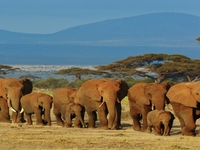 Safari exclusif du Masai Mara à l’Océan indien