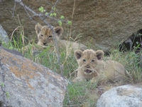 Randonnée et safari en Afrique du Sud