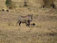 Safari au Kenya et plage aux Seychelles