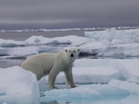 Expédition en Arctique - De mai à août