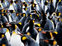 Le meilleur de l'observation de la faune : Îles Falkland, Géorgie du Sud et Antarctique - De déc. à  mars