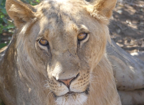 COMBINÉ Kenya-Tanzanie - SAFARI KAZKAZINI ET SWALA TEMBO MINI-GROUPE - DÉPARTS GARANTIS