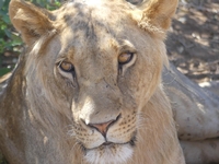 COMBINÉ Kenya-Tanzanie - SAFARI KAZKAZINI ET SWALA TEMBO MINI-GROUPE - DÉPARTS GARANTIS