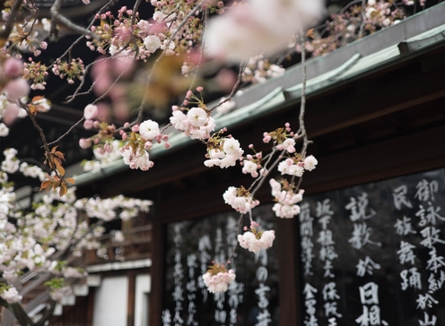 Cerisiers en fleurs du Japon - MINI-GROUPE - DÉPART GARANTI - Du 30 mars au 11 avril 2025