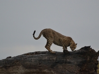 Safari en Tanzanie